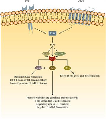 The function of serine/threonine-specific protein kinases in B cells